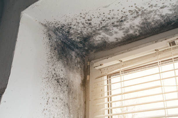 Affordable Mold Inspection And Testing solutions in Grant, MI